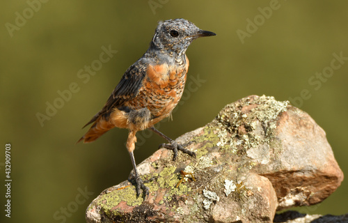 roquero rojo posa sobre las rocas en la sierra abulense en España