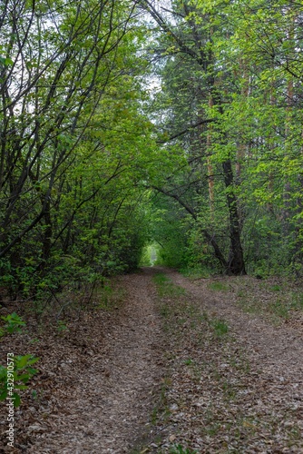 Fototapeta Naklejka Na Ścianę i Meble -  Shady alley in the spring forest