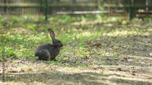 European domestic rabbit (Oryctolagus cuniculus) resting in sunlight gets scared