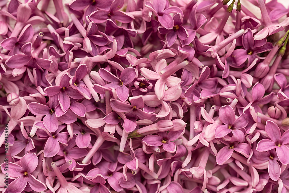 Macro view of a blooming lilac bush. Spring blooming lilac flowers.