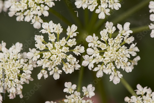 Oenanthe crocata Hemlock Water Dropwort Umbelliferae of small clustered white flowers and delicate lobed green leaves on blur green background