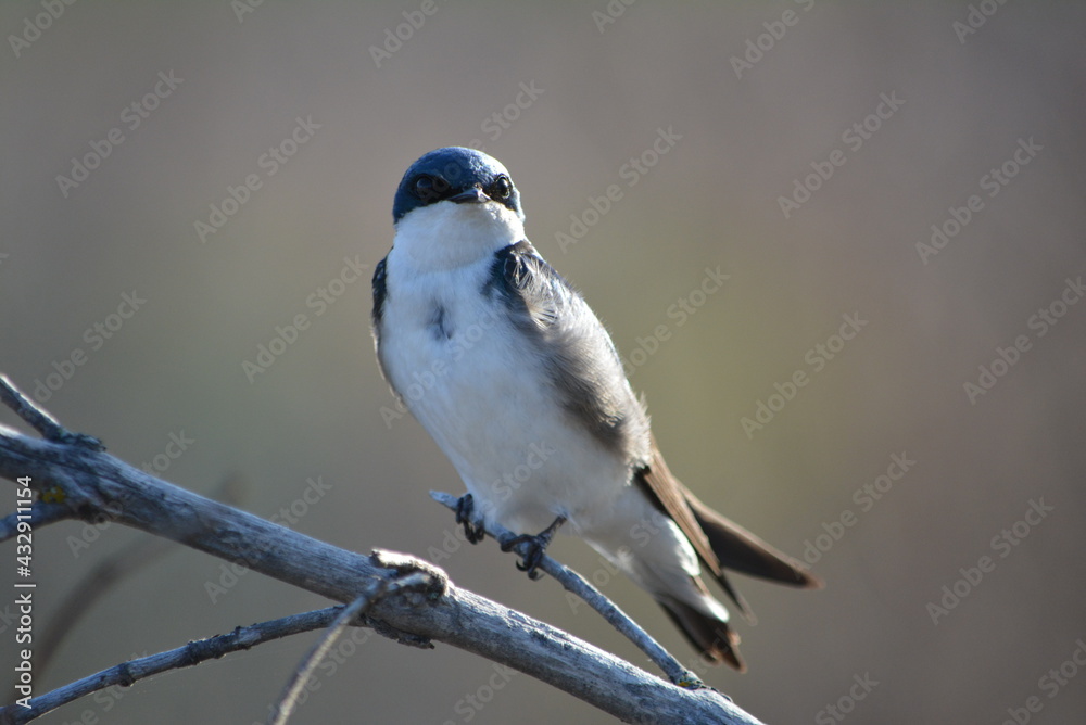 Obraz premium bird on a branch
