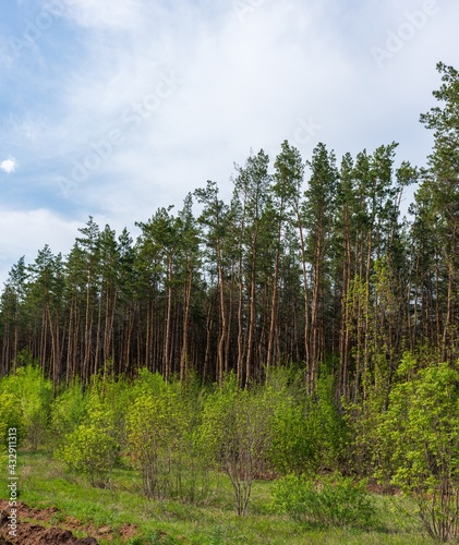 Green wall of the pine forest