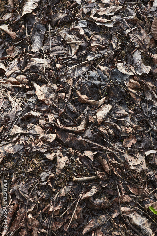 Dry leaves background. Dry leaves on the ground. Dry leaves background. Dry leaves on the ground.