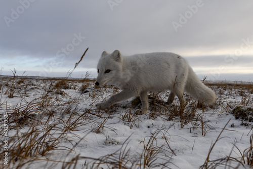 Arctic fox in winter time in Siberian tundra © Alexey Seafarer