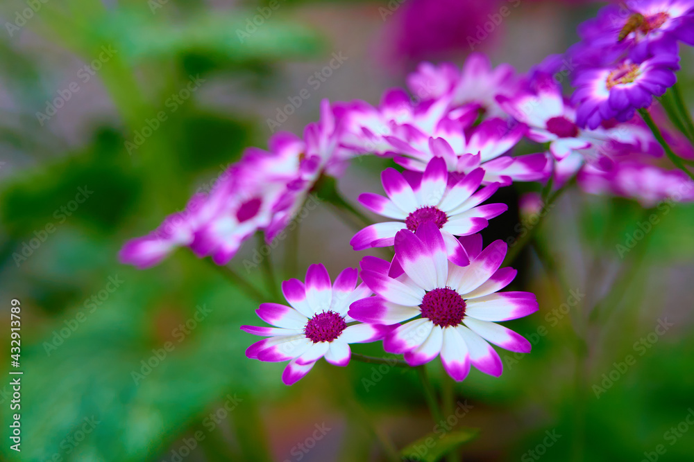 flowers in the garden flowers in the garden