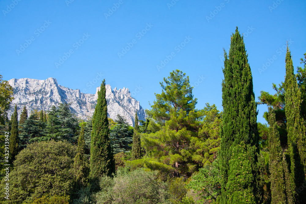 pine forest in the mountains