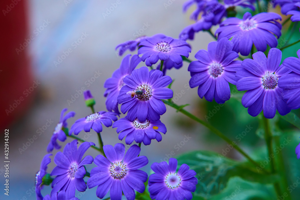 close up of blue flowers while the bee is taking nectar close up of blue flowers while the bee is taking nectar