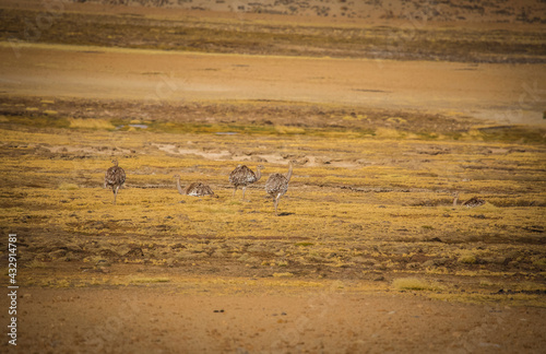 Vilacota Maure National Park, Tacna - Peru