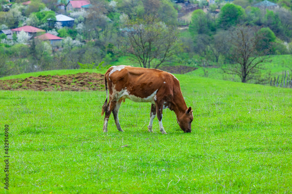 Grazing cow on pasture in nature, agriculture Grazing cow on pasture in nature, agriculture