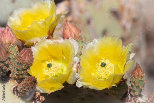 Beautiful cacti flowers blooming in spring time in Arizona desert.