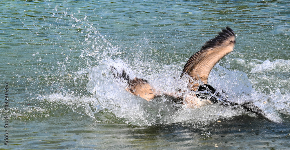 Obraz premium Feeling Ducky