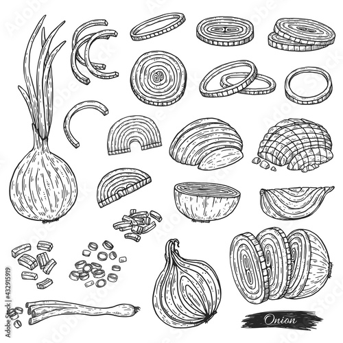 Set of green and white onion chopped, engraving vector illustration isolated.