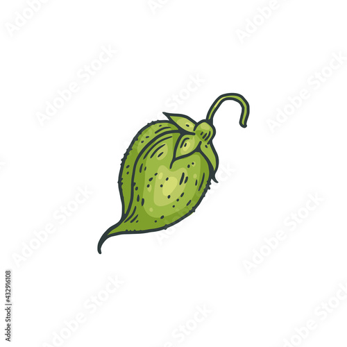 Chickpea legume green pod or seed, engraving vector illustration isolated.