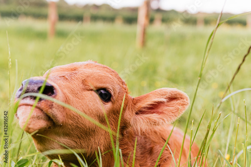 newborn calf lying in the field among the grasses. rural environment and industry. farm animals. photo