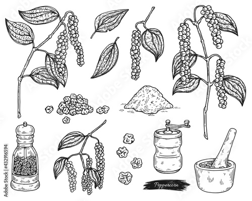 Peppercorn and utensils for grinding, engraving vector illustration isolated.