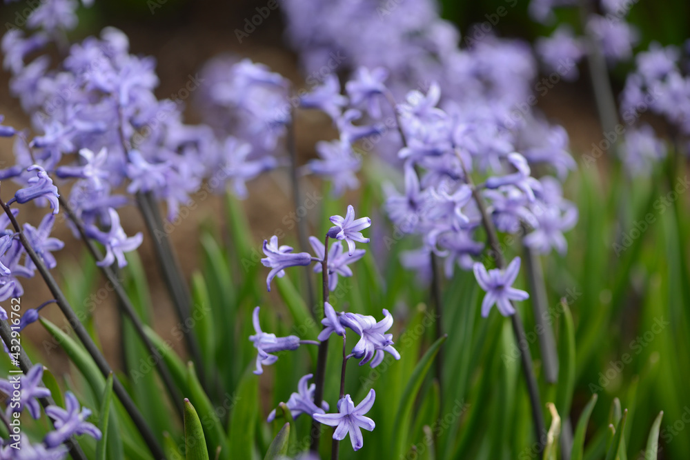 Hyacinth variety Anastasia blooms in a garden. Hyacinth variety Anastasia blooms in a garden.