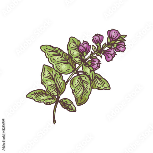 Basil plant with leaves and flowers, hand drawn vector illustration isolated.