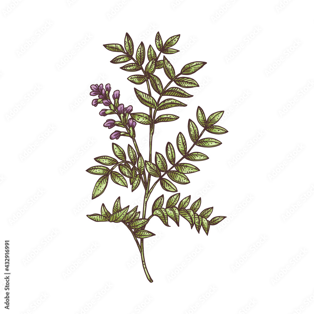 Fototapeta premium Licorice plant overground part engraving vector illustration isolated.