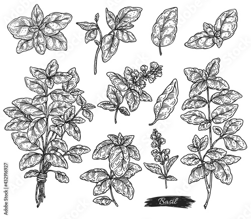 Basil leaves and branches engraving sketch vector illustration isolated.