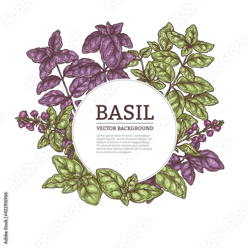 Background with decorative frame of basil leaves engraving vector illustration.