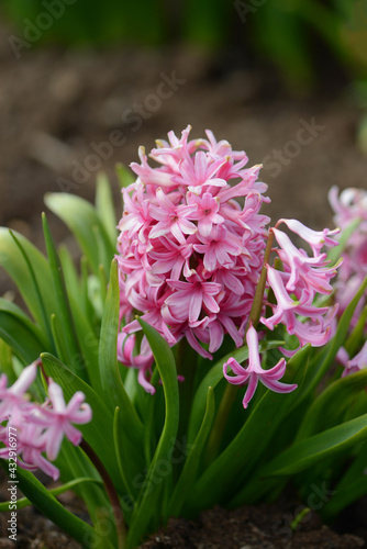 Hyacinth variety Pink Pearl blooms in a garden.