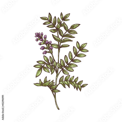 Licorice plant overground part engraving vector illustration isolated.
