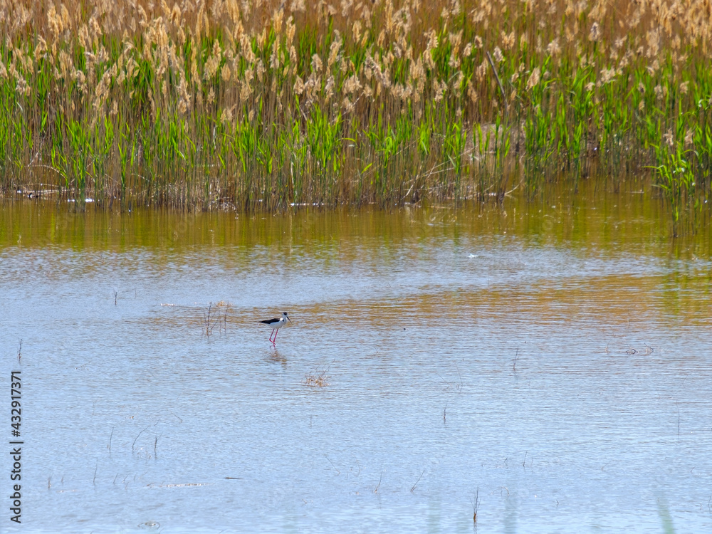 A black-winged lapwing on stilt legs searches for food in shallow water on a sunny day against a background of green grass. Bird life in the wild. A black-winged lapwing on stilt legs searches for food in shallow water on a sunny day against a background of green grass. Bird life in the wild.