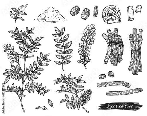 Licorice root, plant and powder, engraving vector illustration isolated.