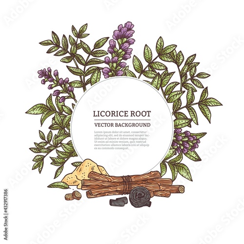 Medicine plant licorice herb with root, flower, leaves and branches. photo