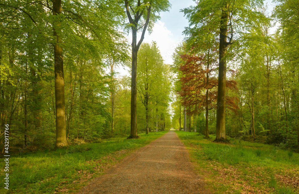 Fototapeta premium Forêt