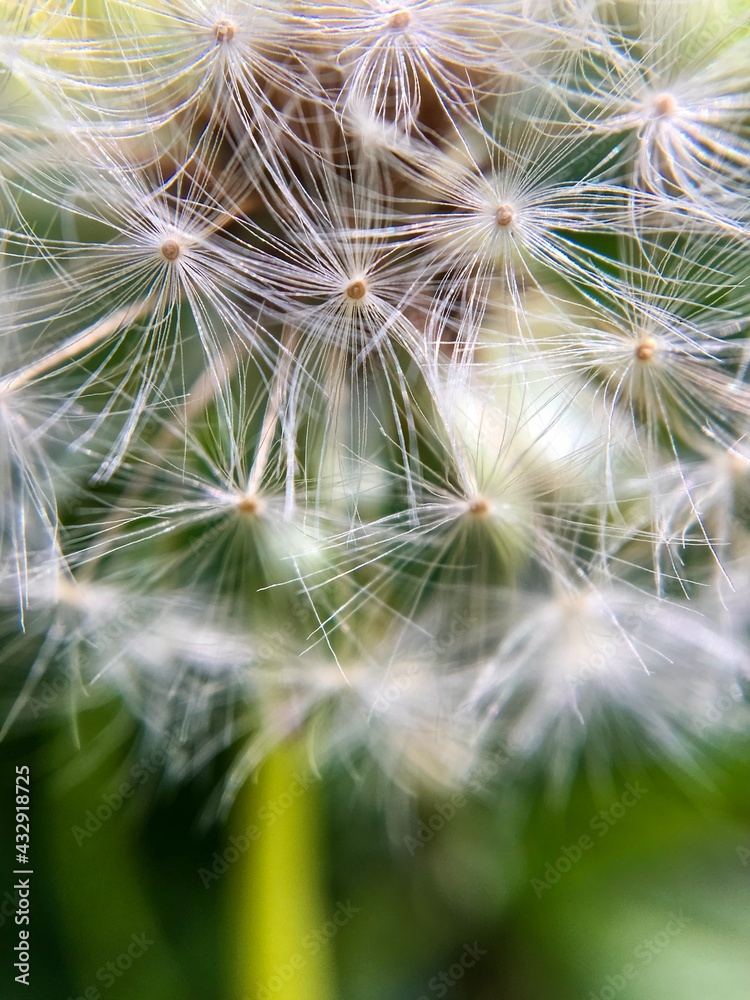 Macro white dandelion, wild flower closeup Macro white dandelion, wild flower closeup