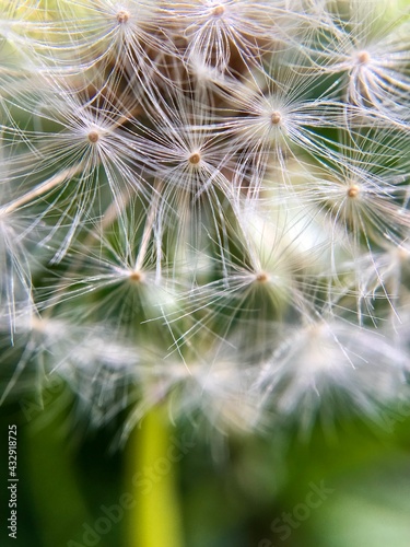 Macro white dandelion  wild flower closeup