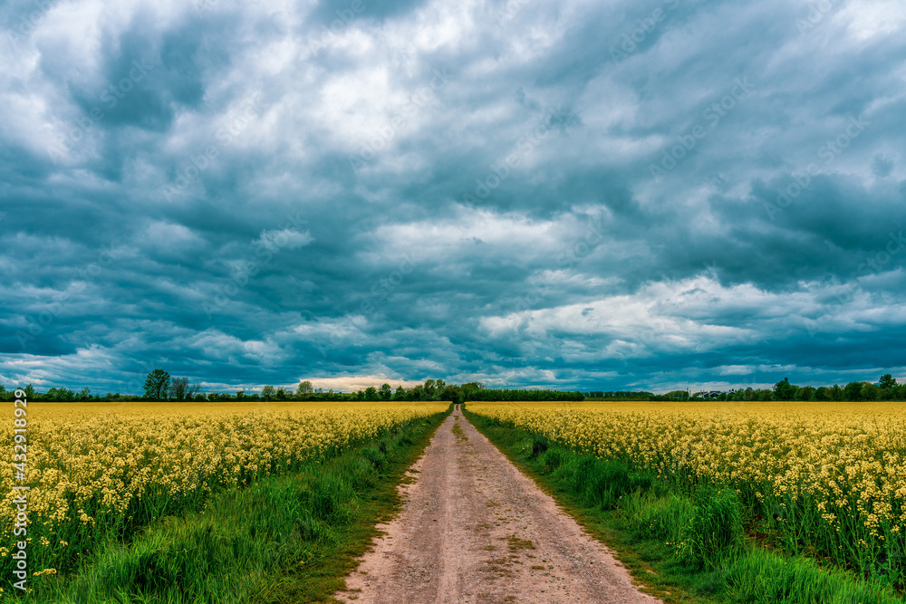Storm clouds over rapeseed field Storm clouds over rapeseed field