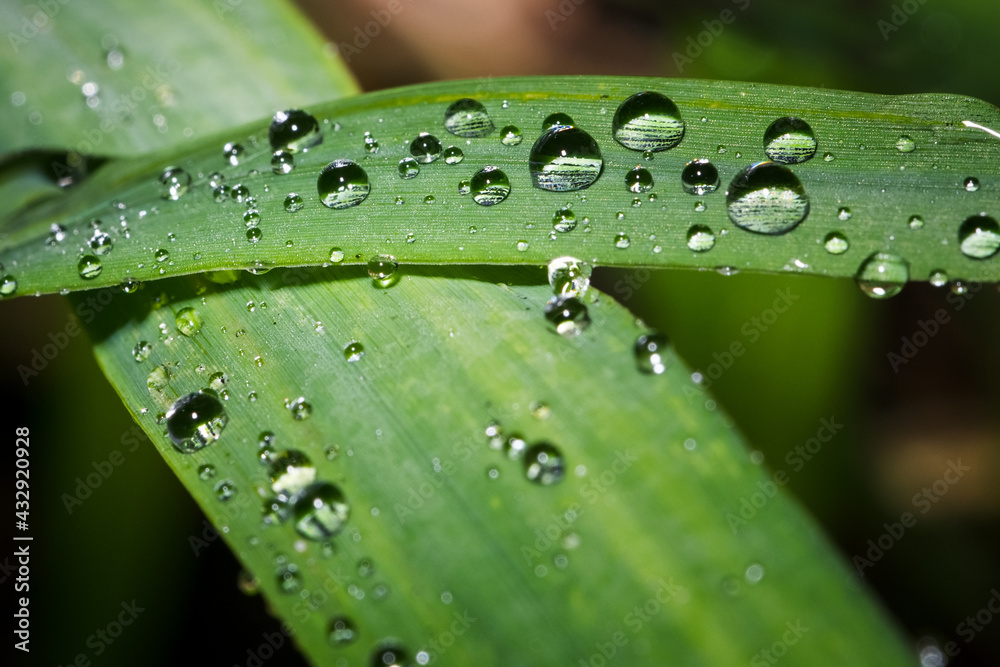 Drops of morning dew on green leaves of grass. Drops of morning dew on green leaves of grass.