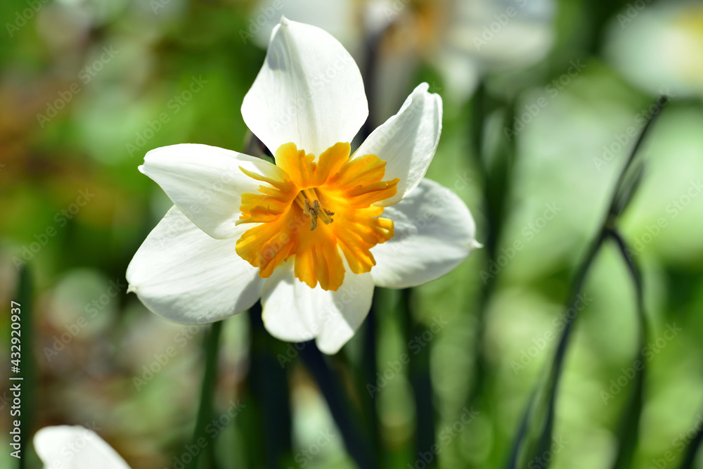 The most beautiful flowers of spring The most beautiful flowers of spring