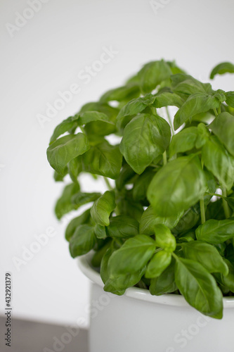 Green basil herb in white pot.. Growing herbs at home. Home gardenig concept