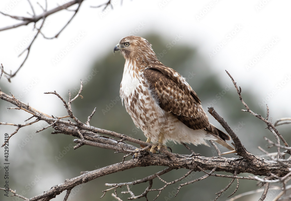 A young Red-Tailed Hawk with beautiful feathers, looking out into the distance while perched upon a tree and framed by a faraway Evergreen tree in the background. Observed close up. A young Red-Tailed Hawk with beautiful feathers, looking out into the distance while perched upon a tree and framed by a faraway Evergreen tree in the background. Observed close up.