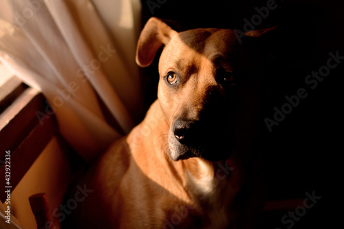 Perro Mascota ventana luz y sombra