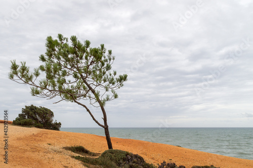 Baum an Küste, Portugal