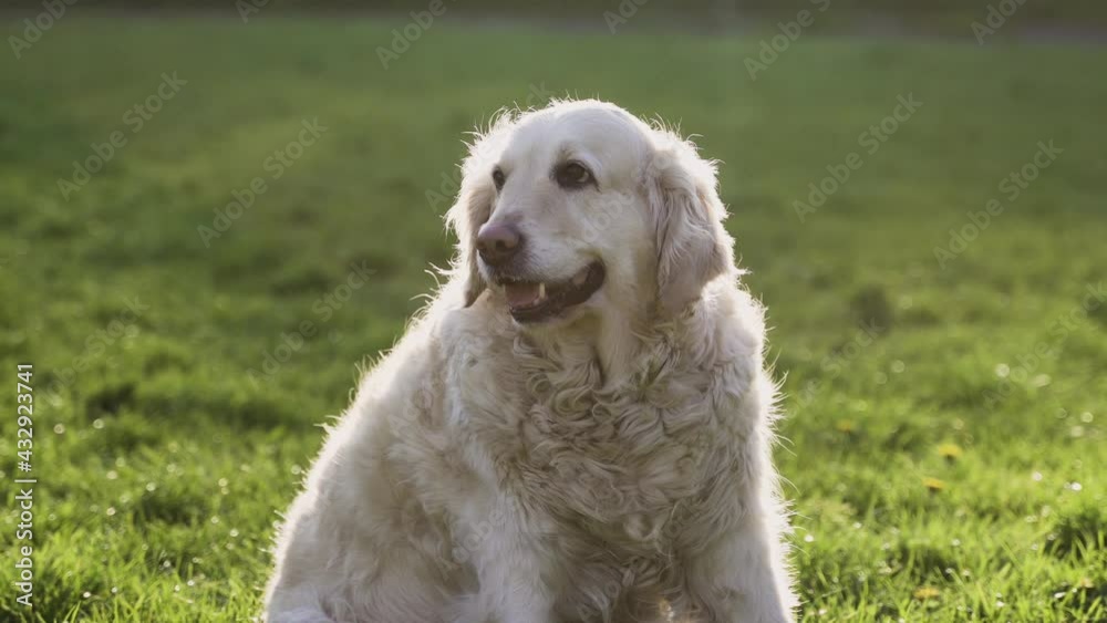 golden retriever dog in the grass golden retriever dog in the grass