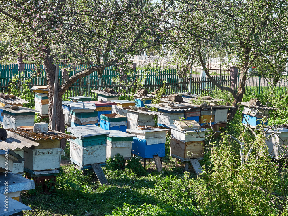 Apiary on a summer sunny day. Honey production concept. Apiary on a summer sunny day. Honey production concept.