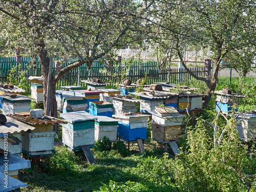 Apiary on a summer sunny day. Honey production concept.