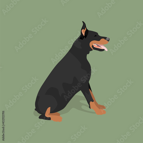 Purebred dog on the lawn grass.