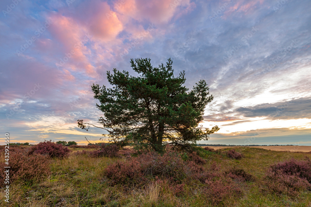 Obraz premium Colorful sunset at moorland landscape national park the Hoge Veluwe