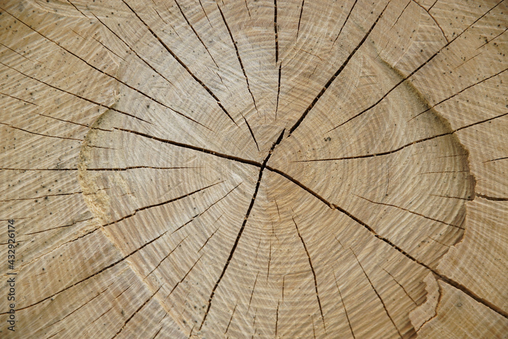 Fototapeta premium tronc