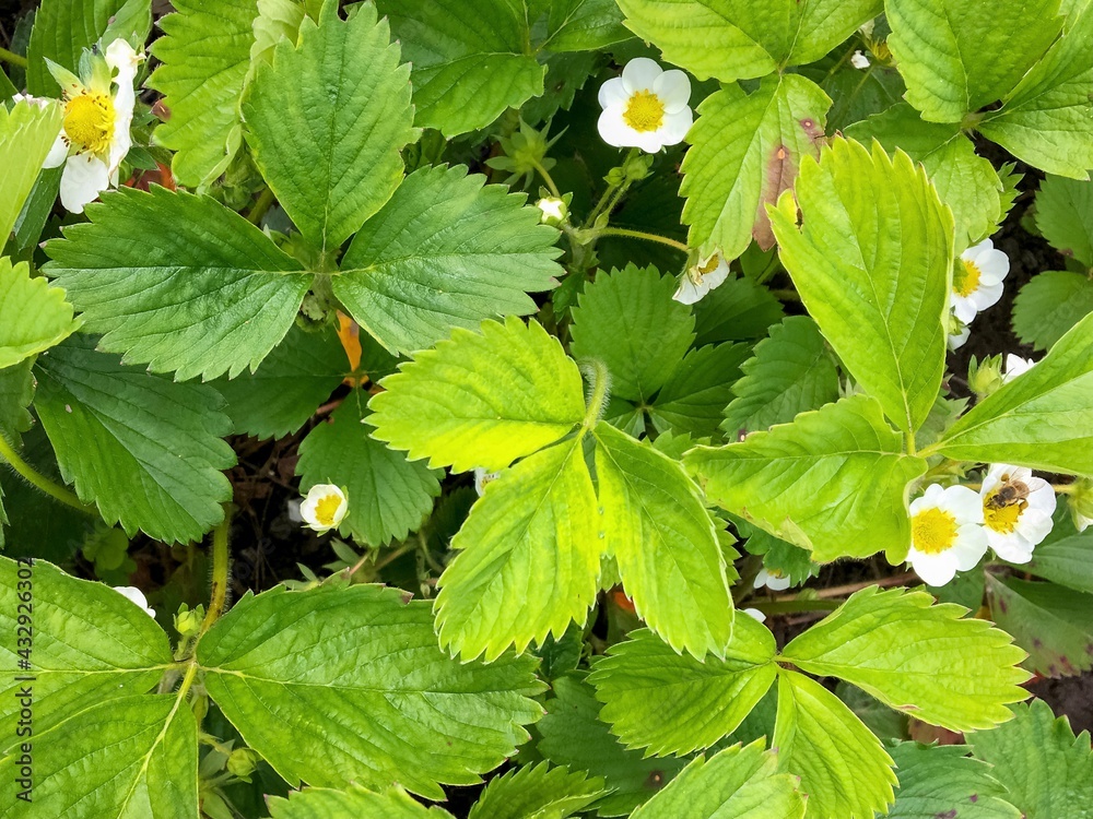 strawberries bloom in the garden, spring berry sprouts growth outdoors strawberries bloom in the garden, spring berry sprouts growth outdoors