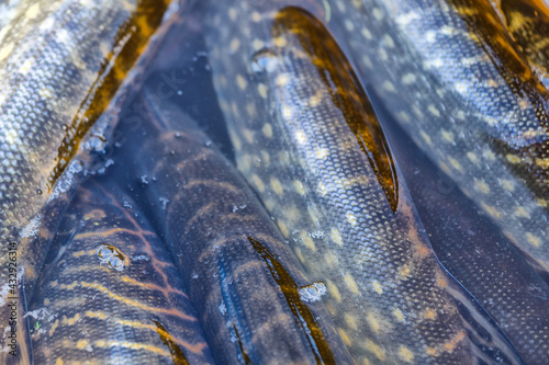 Close-up of caught pike fish trophy in water. Fishing background.Pike catch lure.