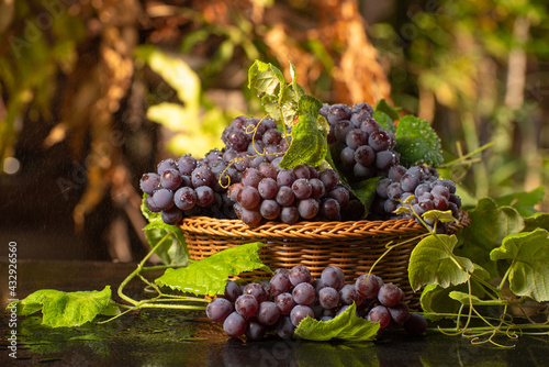 Grapes, Basket of beautiful Brazilian grapes being sprayed by water on dark reflective surface, natural background, small depth of field, selective focus.