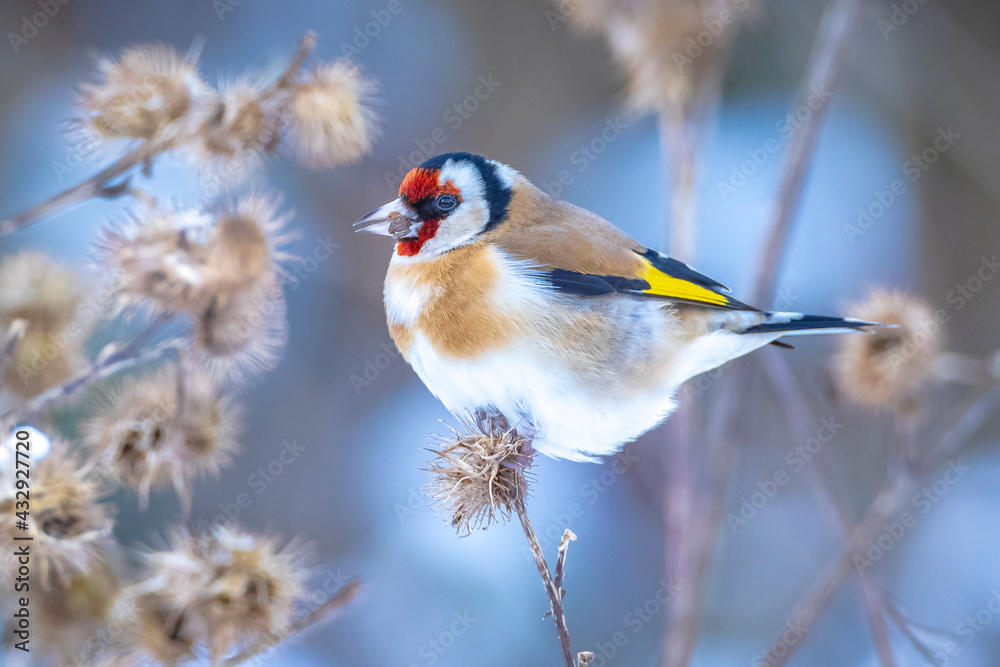 European goldfinch bird, Carduelis carduelis, perched eating seeds in snow during Winter season - obrazy, fototapety, plakaty 